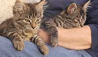 Webkater des Diabetes-Portals DiabSite.