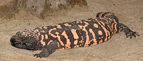 Nordamerikanischen Krustenechse, Gila-Monster