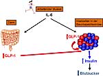 Typ-2-Diabetes und hormoneller Regelkreis