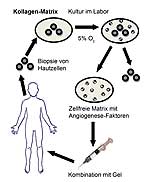 Die Gewinnung von Wundheilungsmediatoren