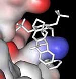 Molekulare Pinzette mit gebundenem Lysin (blau) am Protein