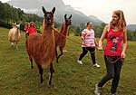 Junge Diabetiker mit Lamas