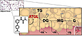 Das Molekül Atglistatin