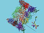 Kristallstruktur des Immunoproteasoms