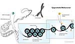 Epigenetische Mechanismen