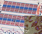 Der mikrofluidische Chip (Hintergrund) und Fettzellen (vergrößerter Ausschnitt)