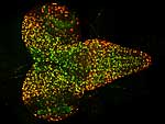 Das isolierte Nervensystem einer Drosophila Larve.