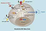 Funktionsschema der HEK-Beta-Zellen