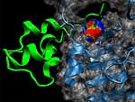 Bindung des Insulin-Analogons