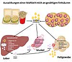 chaubild zu den Auswirkungen von gesättigten Fettsäuren