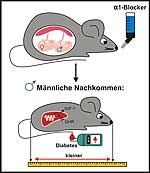 Verringertes Wachstum männlicher Nachkommen nach Alpha-Blocker-Behandlung