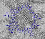 Neue Klasse von designten makrozyklischen Peptiden