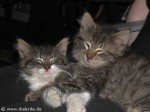 Kater Juri und Dimi Kater Juri und Dimi
