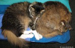 Webkater des Diabetes-Portals DiabSite Webkater des Diabetes-Portals DiabSite