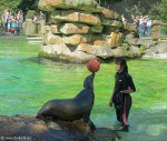 Seelöwe balanciert einen Ball