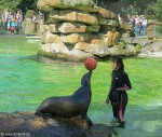 Seelöwe balanciert einen Ball