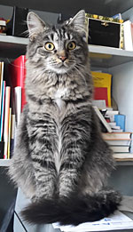 Webkater Banti