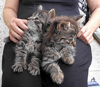 Webkater des Diabetes-Portals DiabSite