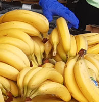Biobananen