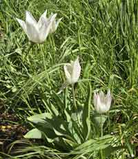 Weiße Tulpen.