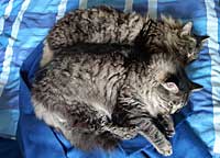 Webkater des Diabetes-Portals DiabSite zu Pfingsten
