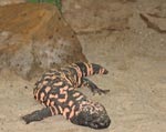 Gila-Monster