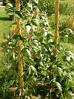 Stangenbohnen im heimischen Garten